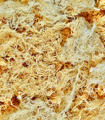 Raw Gold Sea Moss (1KG)